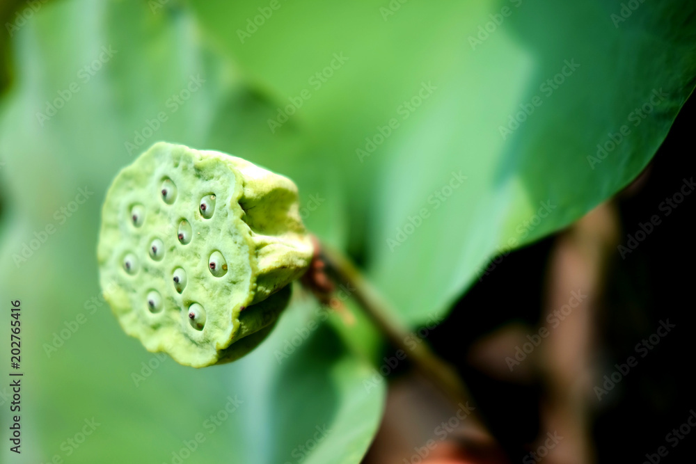 Lotus seeds pod in pond garden Lotus seeds pod in pond garden