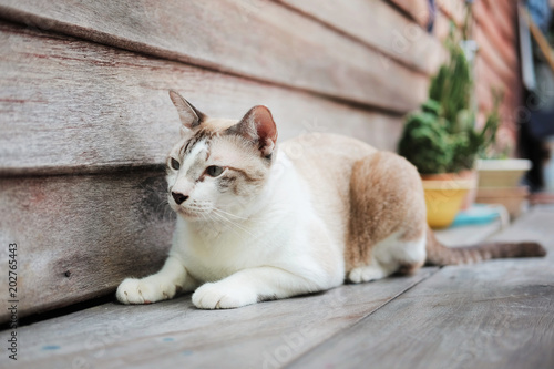 Cute Cat sitting on wooden terrace 