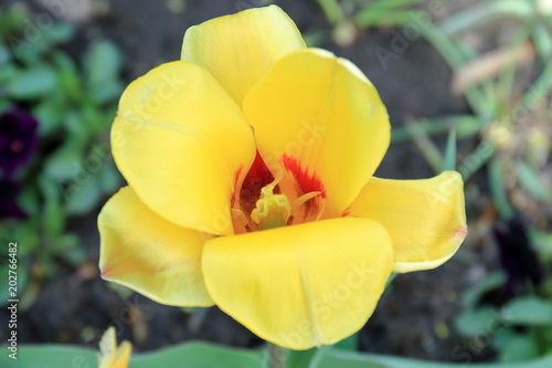 flower, yellow, nature, spring, tulip