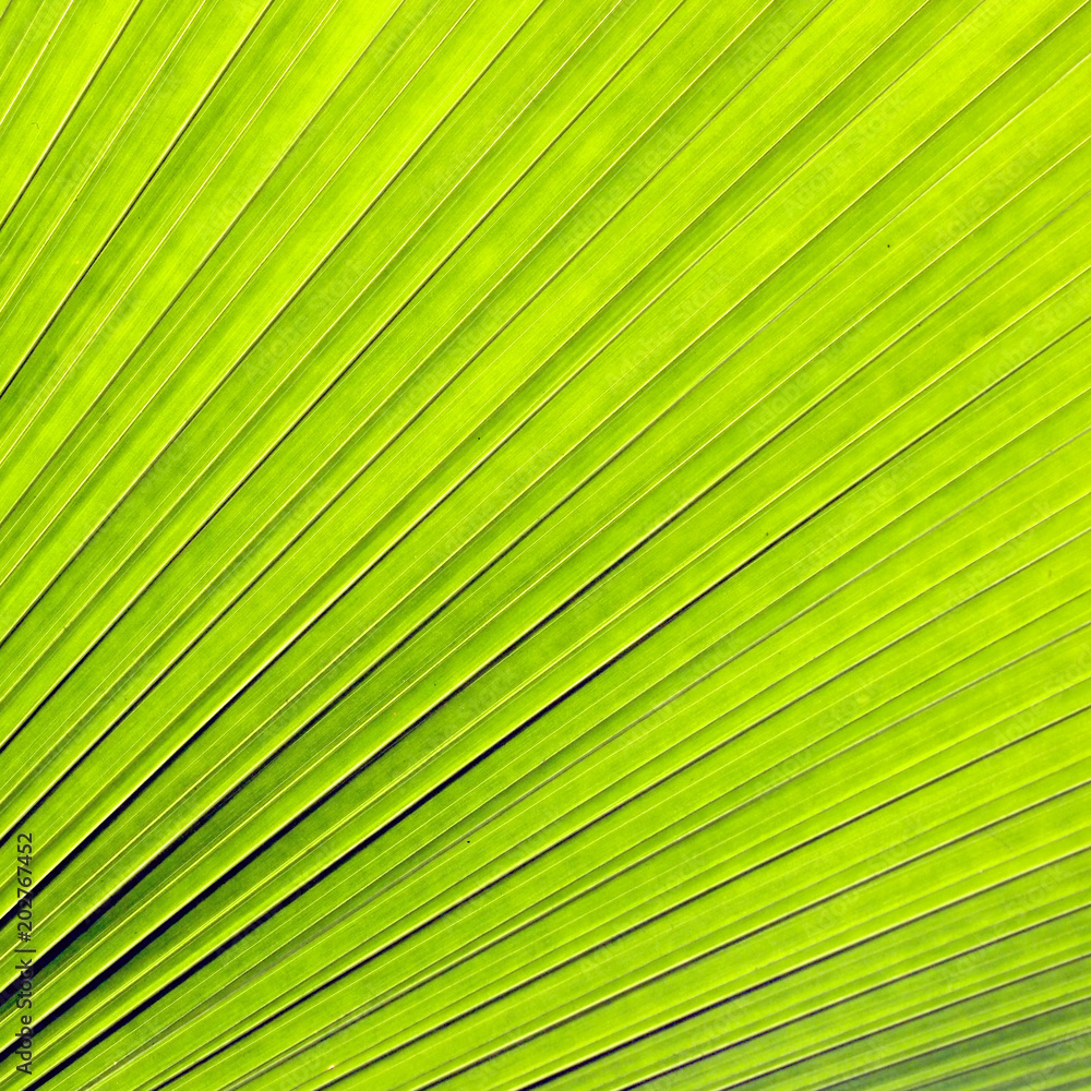 Obraz premium Green leaf background