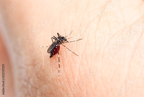 mosquito drinks blood out of man - macro shot.