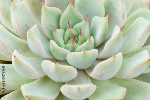 Close up Green and Red Tips Echeveria Succulent Flowering Houseplants Background