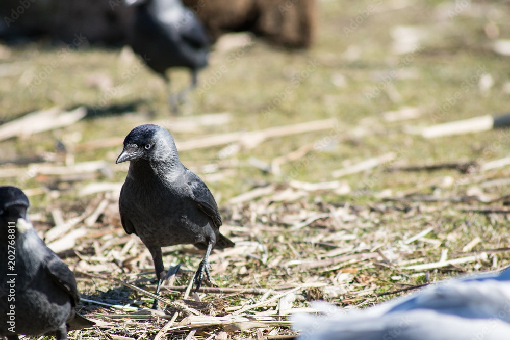 Obraz premium Macrow