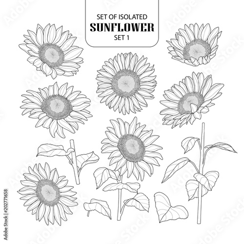Set of isolated sunflower set 1.
