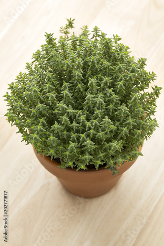 Terracotta  pot with fresh thyme