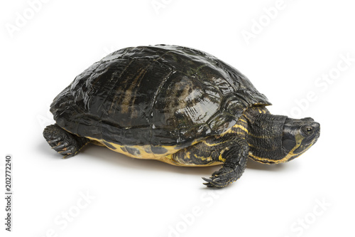 Single water turtle