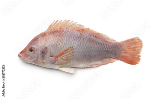  Fresh raw single red tilapia fish