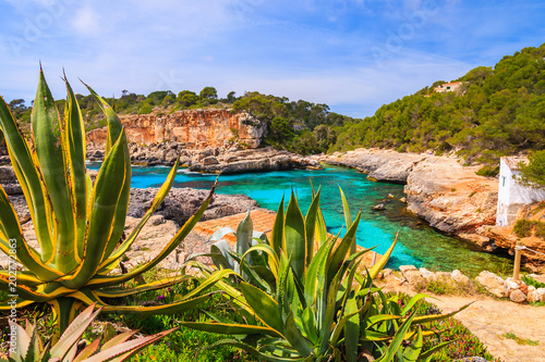 Tropical agave plants growing on rocks in beautiful bay with beach, Cala S'Almunia, Majorca island, Spain photo