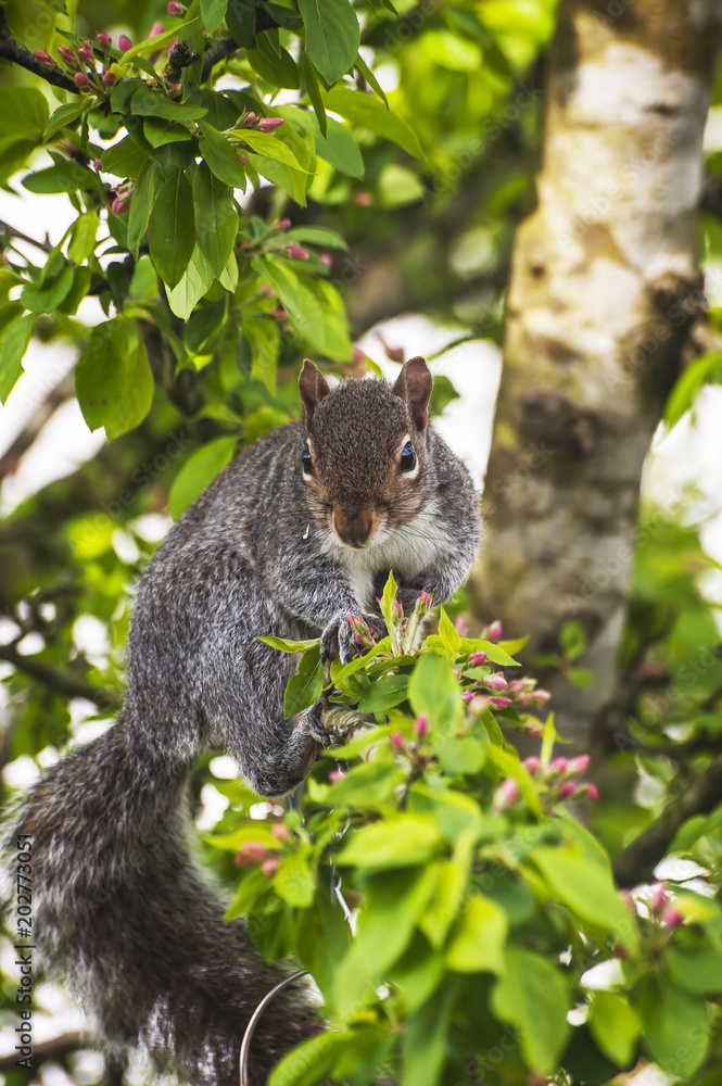 Grey Squirrel Sciurus carolinensis Grey Squirrel Sciurus carolinensis