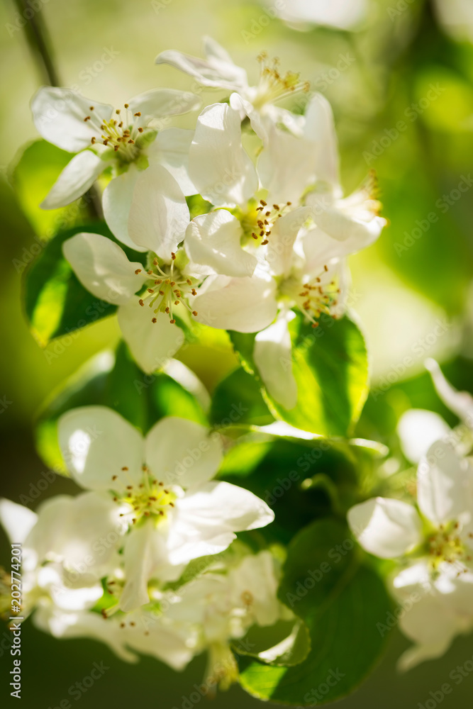 Fototapeta premium Blooming apple tree flowers