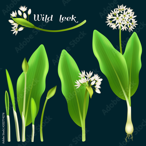 Set allium tricoccum, ramp, ramps, spring onion, ramson, wild leek, wood leek, and wild garlic. Vector illustration.