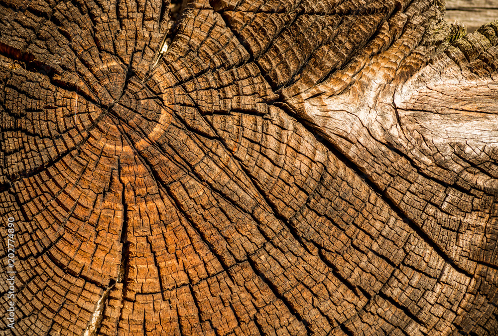 Fototapeta premium Old weathered spruce tree trunk