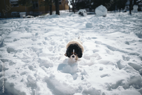 Cavalier is walking in the snowy park