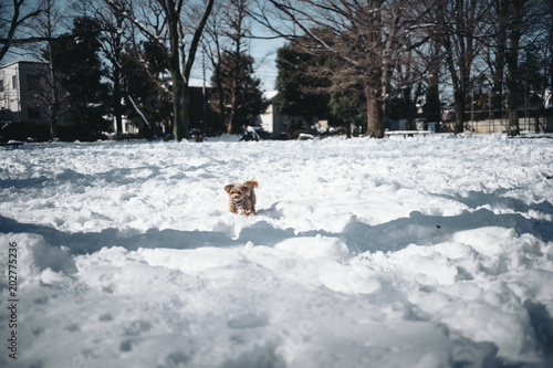 A small dog is playing in a snowy park