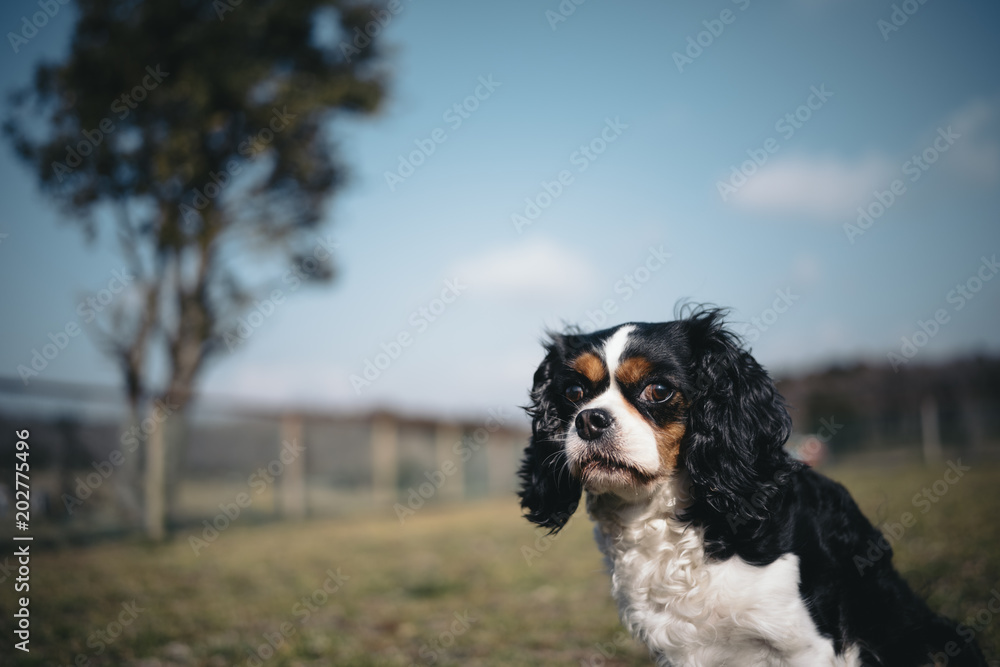 Cavalier is sitting in a blue sky field