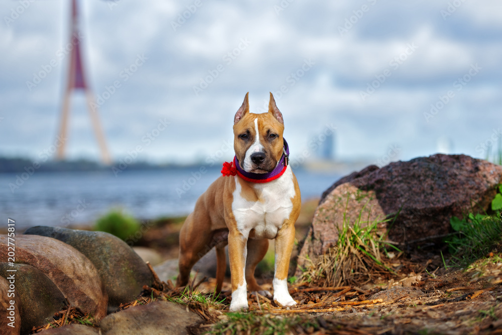 american staffordshire terrier puppy posing by the river
