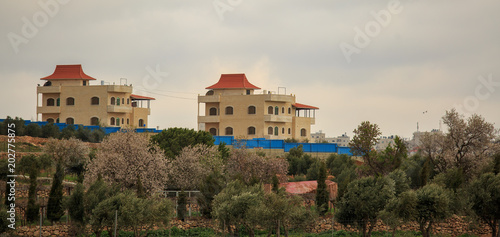 Blossoming almond trees in front of two big houses on the outskirts of Hebron