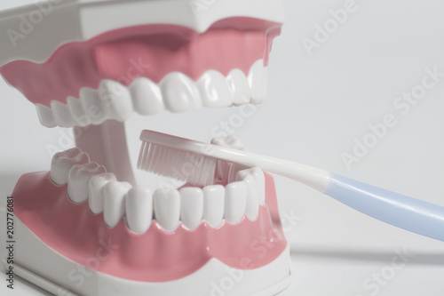 Teeth human model with white toothbrush.Dental care concept.