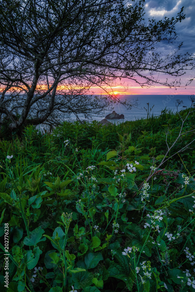 Fototapeta premium California Sunset with Wildflowers