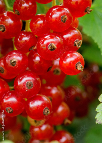 Ripe red currants in the garden.