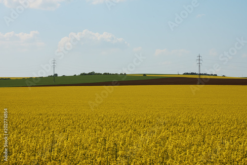 Rape field in farmland under blue sky with clouds, in South Moravia, in the Czech Republic