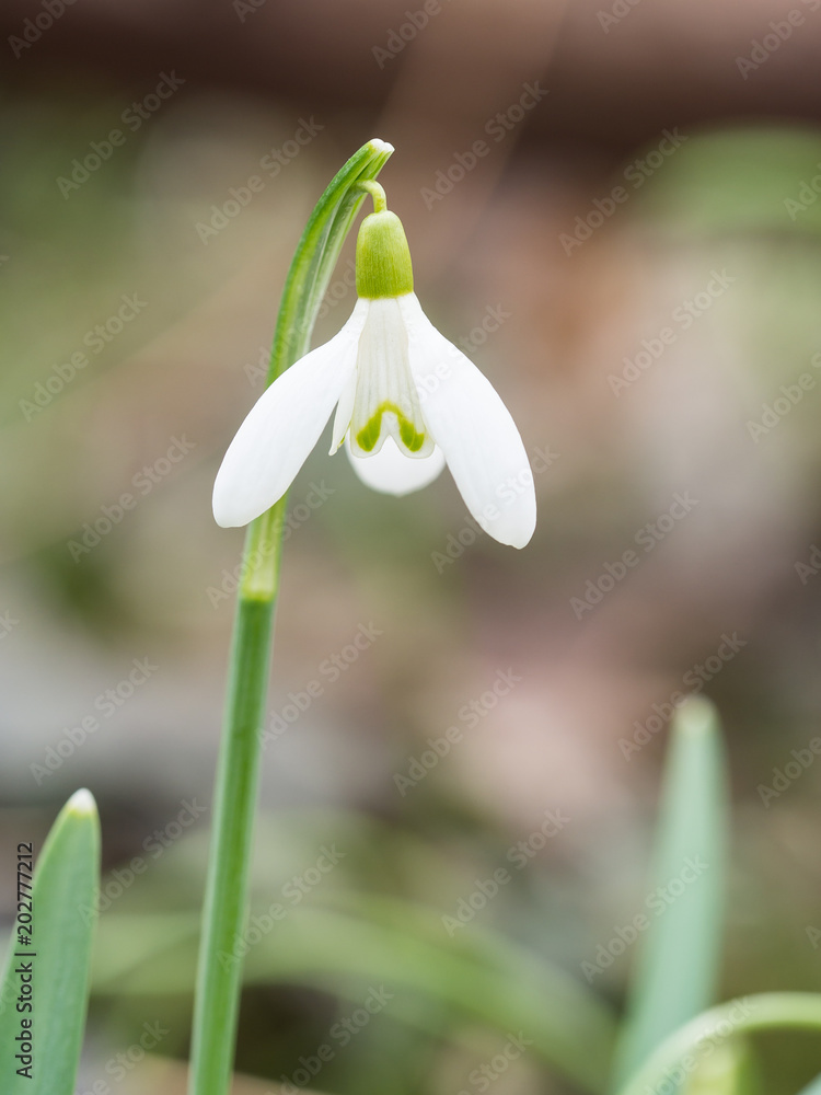 Galanthus (snowdrop) flowers blooming in the spring forest Galanthus (snowdrop) flowers blooming in the spring forest