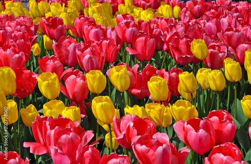 Pink and yellow spring tulips