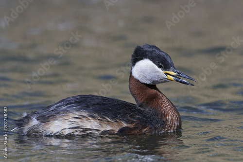 Red-necked grebe  Podiceps grisegena 