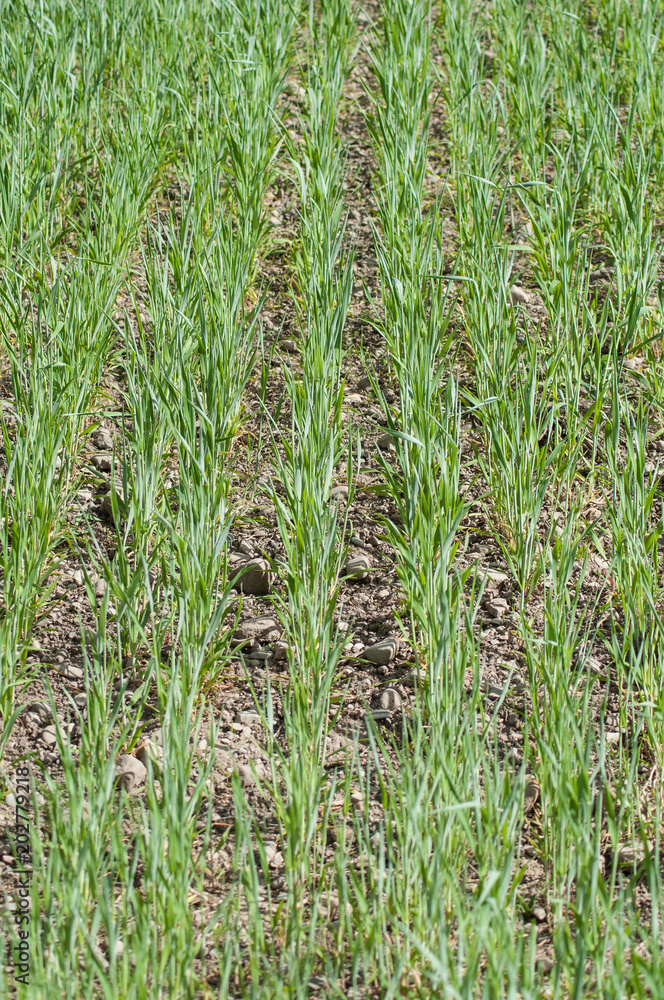 Obraz premium closeup of green alignment of cereals in a field