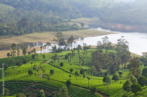 Tea plantations in in Kerala  South India