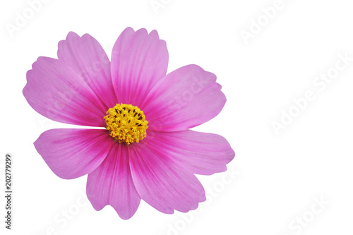 Close up cosmos flower,Mexican aster flower isolated on white background 
