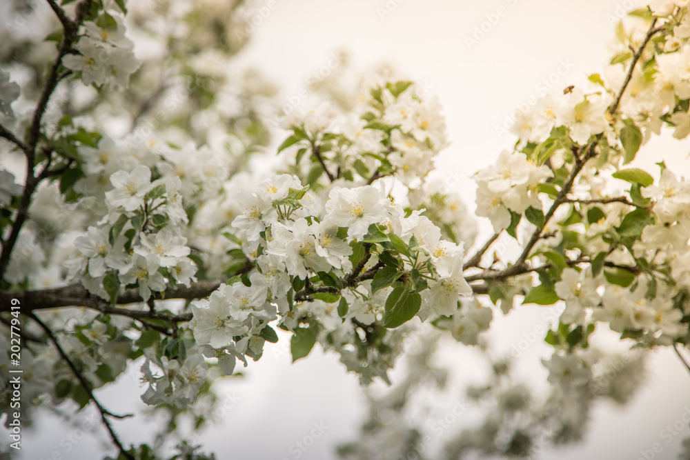 Weiße Marillen-Blüten im Frühling 