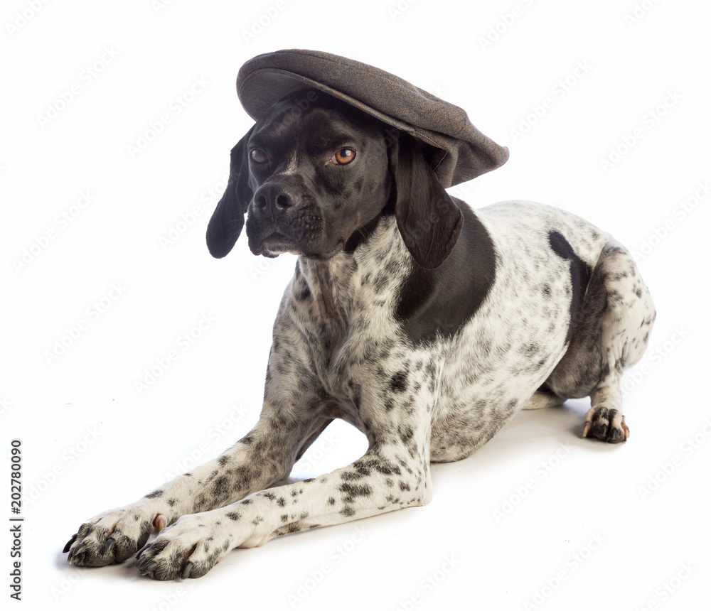 Black and white hunting dog with cap