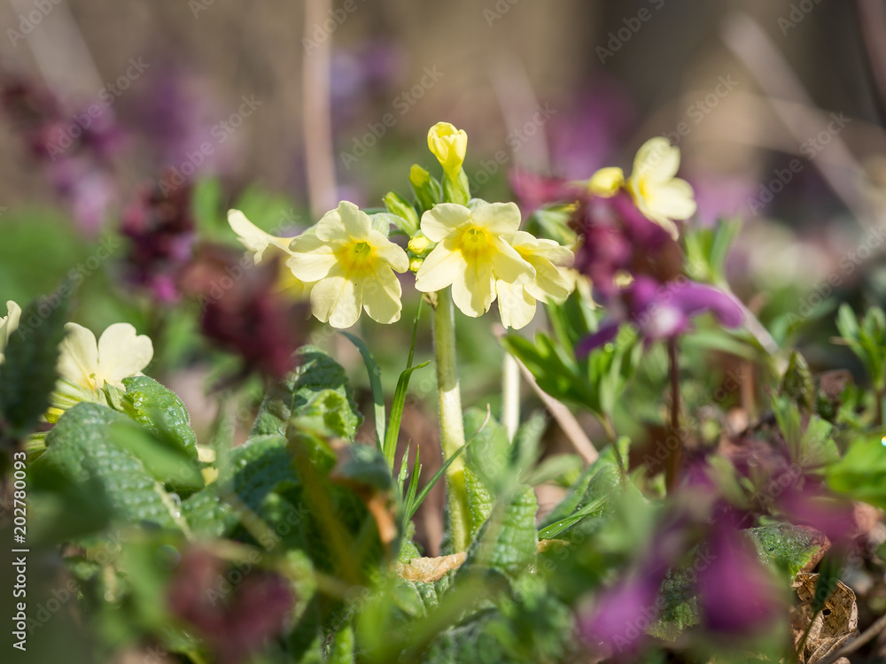 Primula elatior (oxlip)- yellow spring flower Primula elatior (oxlip)- yellow spring flower