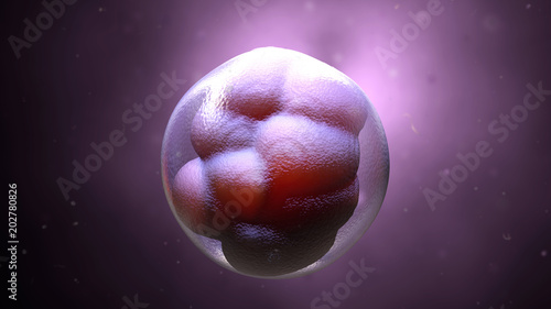 Obraz na plátne 3d illustration early stage embryo