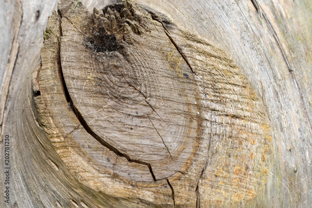 Fototapeta premium Oberfläche eines alten teilweise verwitterten Holzstammes