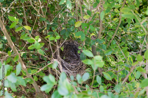 Empty bird nest