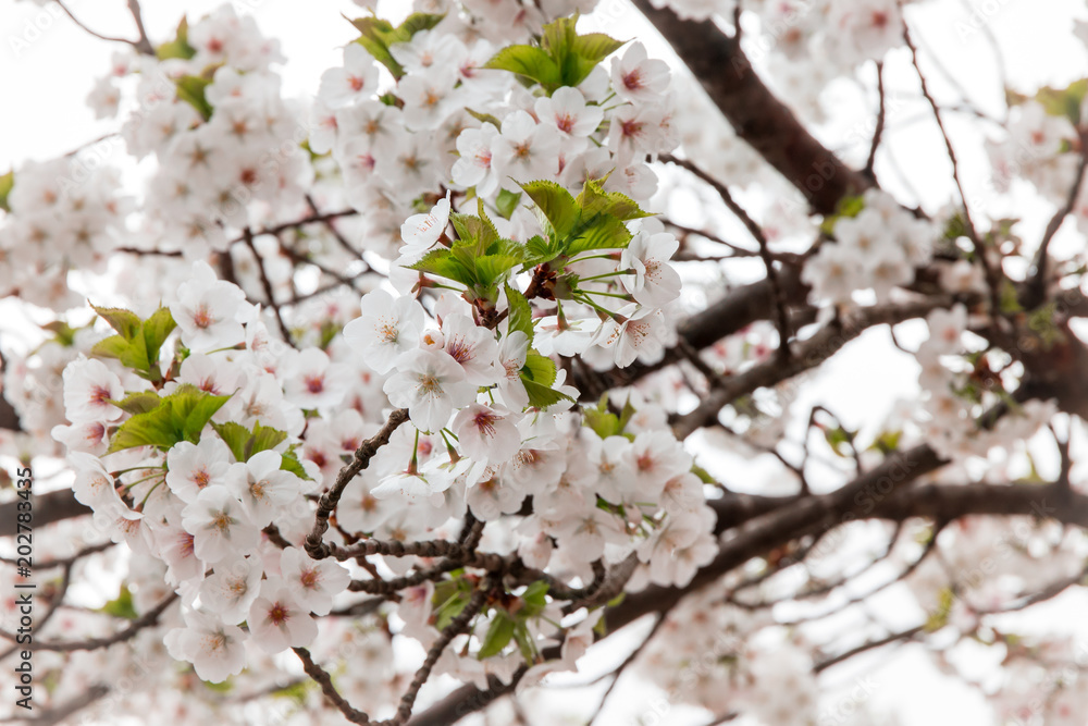 Blossoms of an ornamental tree in spring, the light and blurry background give the whole a dreamy feeling. Blossoms of an ornamental tree in spring, the light and blurry background give the whole a dreamy feeling.