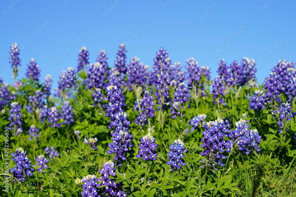 Obraz premium View along Texas Bluebonnets trail during spring time around the Texas Hill Country