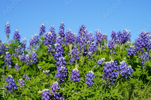 View along Texas Bluebonnets trail during spring time around the Texas Hill Country