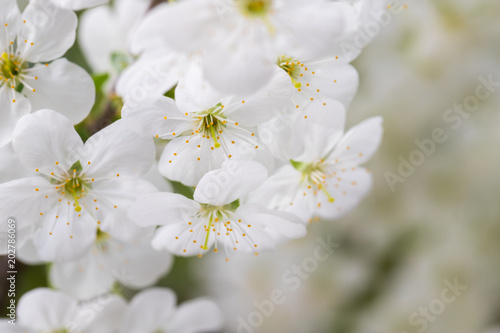 white fresh cherry flowers blossom