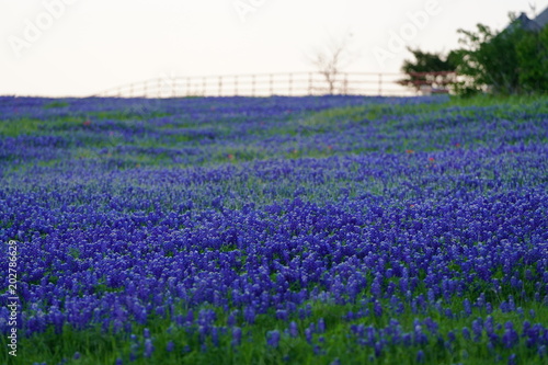 View of the Countryside with blooming bluebonnet wildflowers near Texas Hill Country
