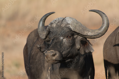 Cape buffalo, one of the most dangerous African animals. 