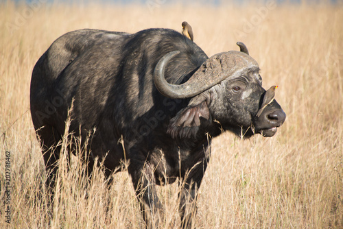 Cape buffalo, one of the most dangerous African animals. 