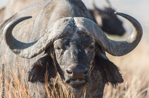 Cape buffalo, one of the most dangerous African animals. 