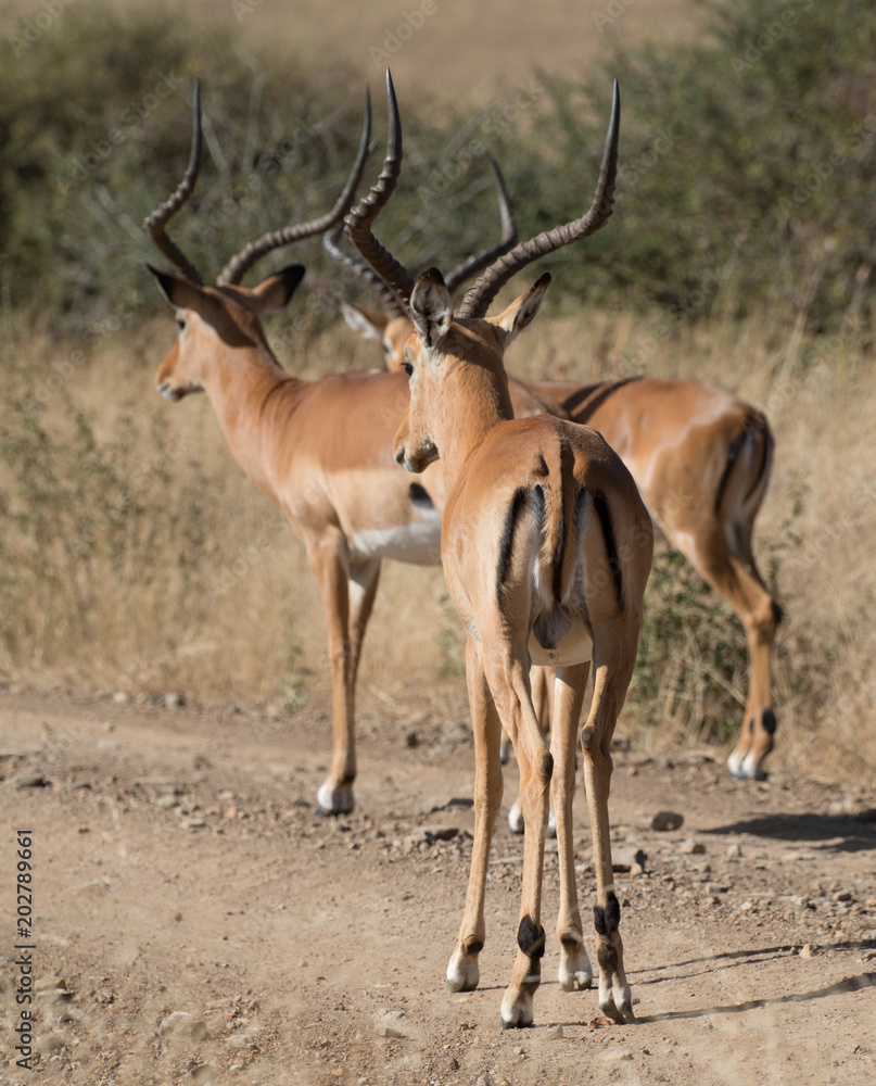 Impala Impala