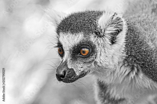 Lemure Chatta nell riserva di Anja in Madagascar photo