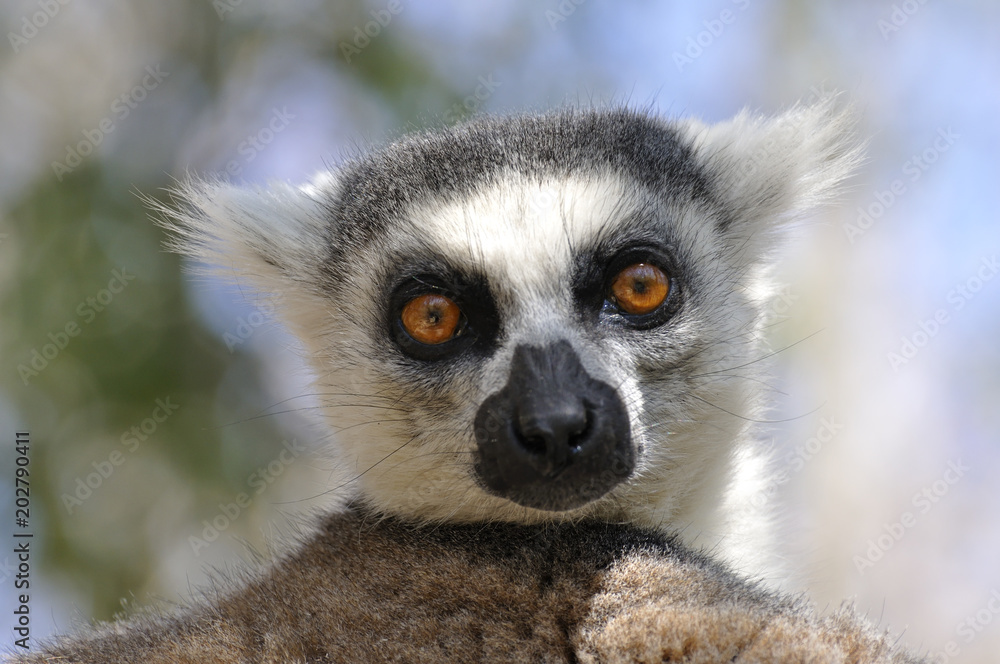 Lemure chatta nella riserva di Anja in Madagascar Lemure chatta nella riserva di Anja in Madagascar
