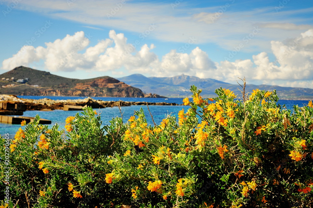 Beautiful yellow flowers over the sea