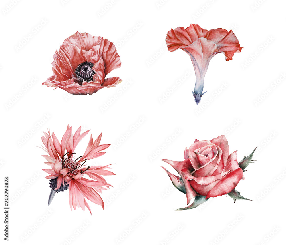 Obraz Watercolor set of garden flowers: Rose, Cosmos, Morning Glory, Cornflower, Lilly, Poppy, Viola